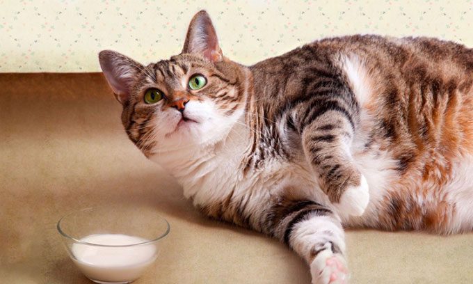 Cow's milk contains high fat that is not good for cats.