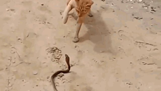 The cat shows no fear and strikes directly at the head of the venomous snake.