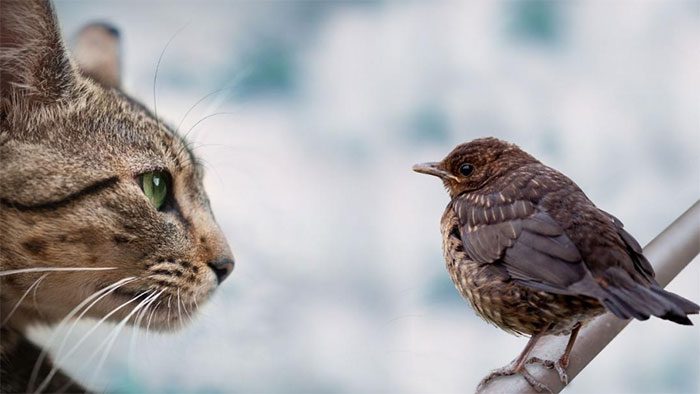 Cats and birds