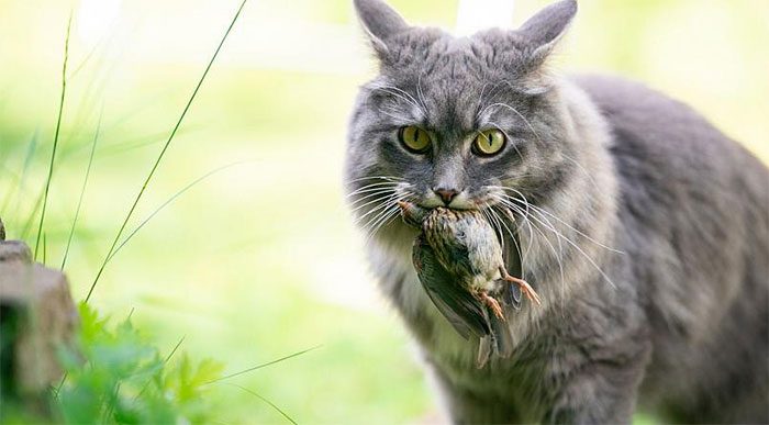 Cats are considered perennial enemies of birds and small mammals