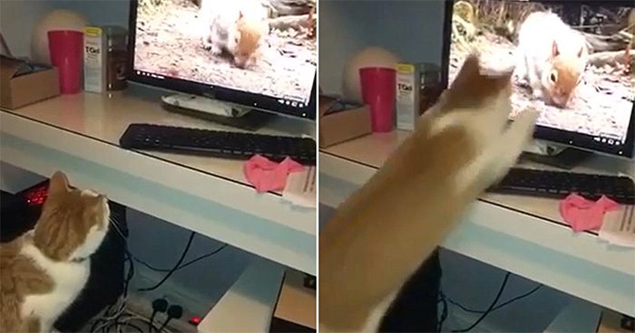 Cat Eddie attacking the squirrel on the screen.