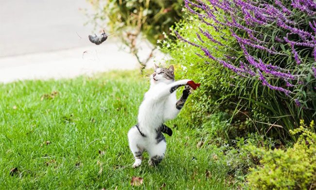 Cat playing with mouse