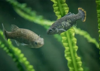 mexico records miracle of reviving extinct endemic fish species 118129