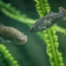 mexico records miracle of reviving extinct endemic fish species 118129