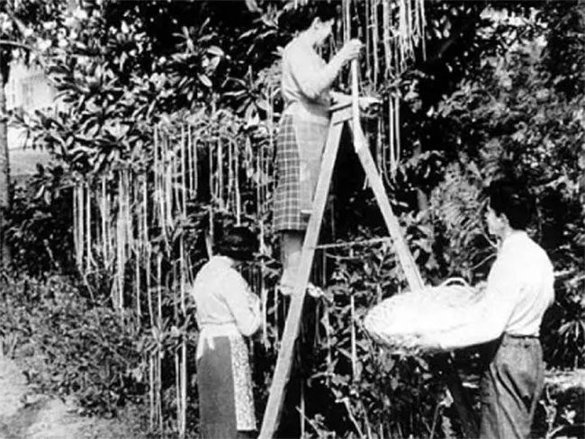 Pasta growing on trees is an April Fool's prank that made many people laugh.