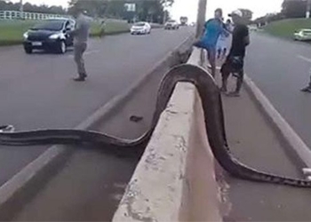 miracle what happens when a huge anaconda tries to cross the road 118221