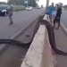miracle what happens when a huge anaconda tries to cross the road 118221