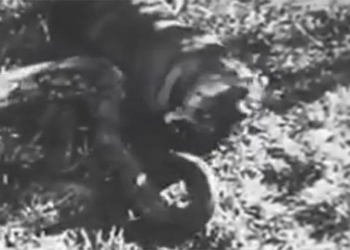 mistakes in the death of ho du in the squeeze of the giant 118728