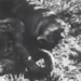 mistakes in the death of ho du in the squeeze of the giant 118728