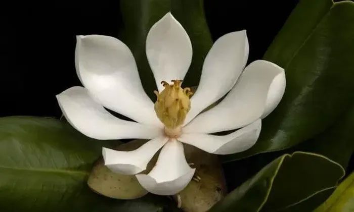 Haitian northern magnolia (Magnolia emarginata)