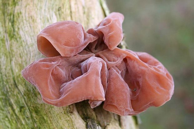 Wood ear mushrooms