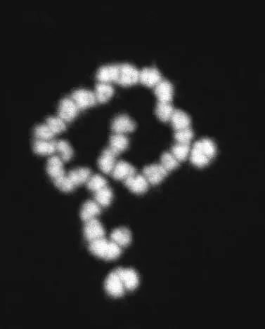Strange chromosome image of male drywood termites