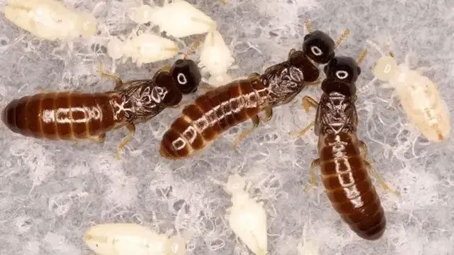 The hybrid termite community is stronger than non-hybrid versions.