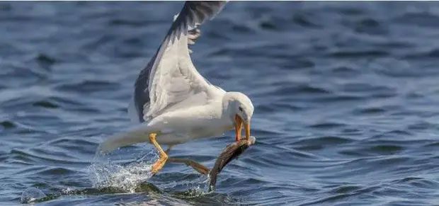 Seagulls hunting fish.