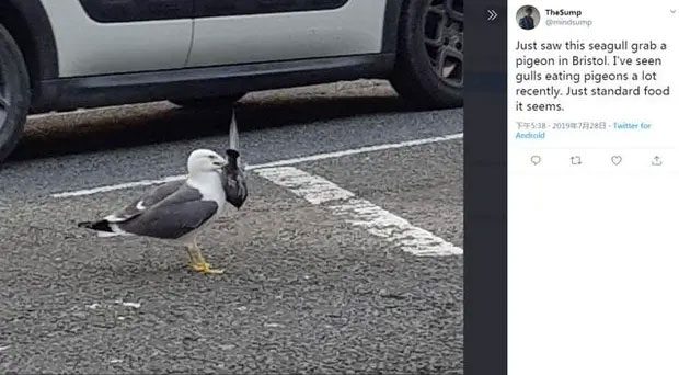Seagulls eating pigeons.