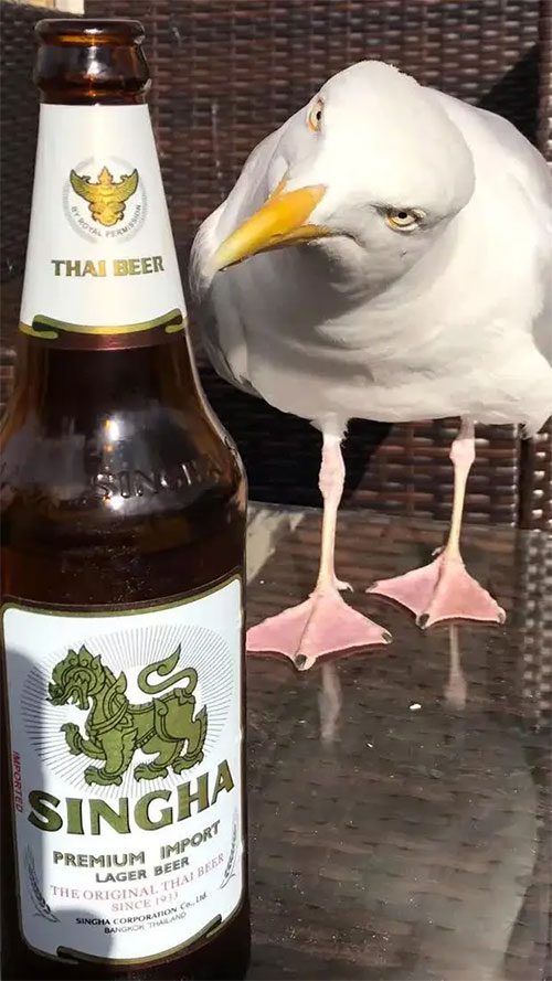It seems drunken seagulls are not much different from humans!