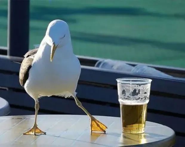 Residents want to "expel" seagulls from their habitat.