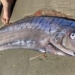 monster 3 6 meters appears on beach is it a spot check 120471