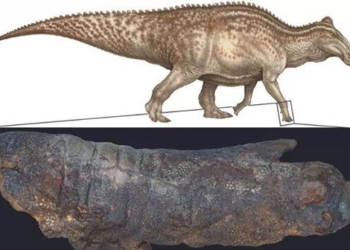 monster attack shocks america 67 million years old but like new dead 123567