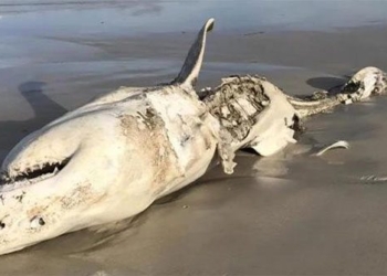 monster eradicating megalodon is being classified as more dangerous than extinction 121526