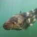 monster fish using vegetables to detect and eat bird meat 117964