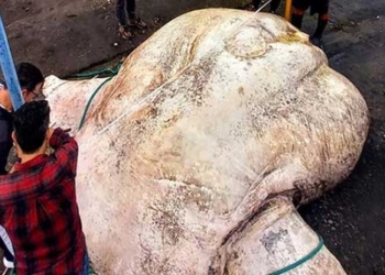 moon matter weight 2 744kg set world record 123551