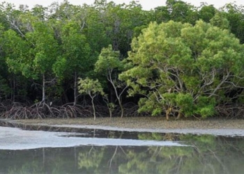 moon phases causing 40 million trees to die in australia 122996