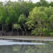 moon phases causing 40 million trees to die in australia 122996