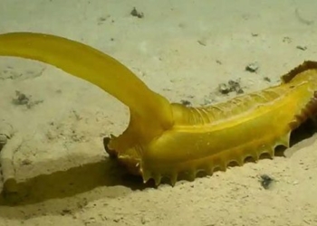 more than 30 types never seen on earth appear in binh duong 121994