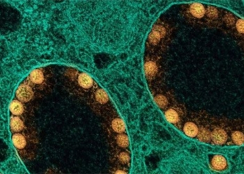 mosquito repellent drug prevents ncov in 8 hours 118275