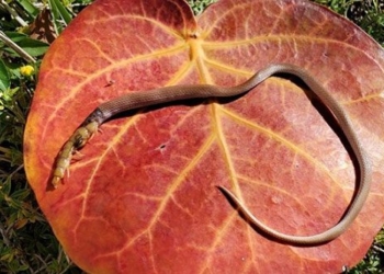 most dangerous snake in america chokes to death after swallowing prey 122838