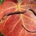 most dangerous snake in america chokes to death after swallowing prey 122838