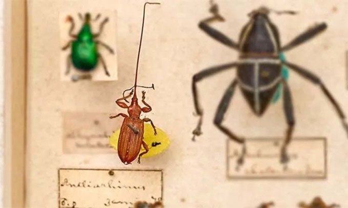 The South African weevil has a very long snout relative to its body size.