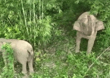 mother and daughter go into the forest to harvest food 123747