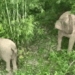 mother and daughter go into the forest to harvest food 123747