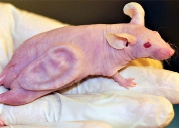 mouse carries the human body has changed the world how 118079