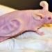 mouse carries the human body has changed the world how 118079