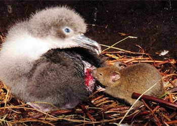 mouse does not overwhelm island on south atlantic 39827