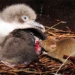 mouse does not overwhelm island on south atlantic 39827