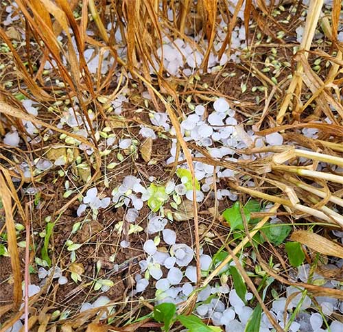 Crops in Charente-Maritime, southwest France, damaged by hail