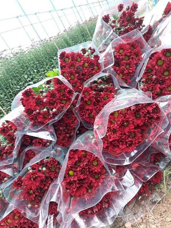 If possible, buy flowers directly from the garden