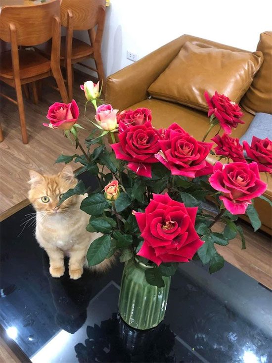 Even cats are following the trend "Spring flowers bloom because of you".