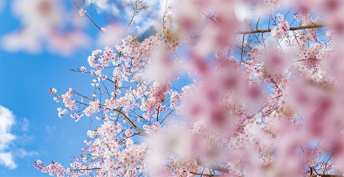 The trend "spring flowers bloom" has been very popular on TikTok recently.