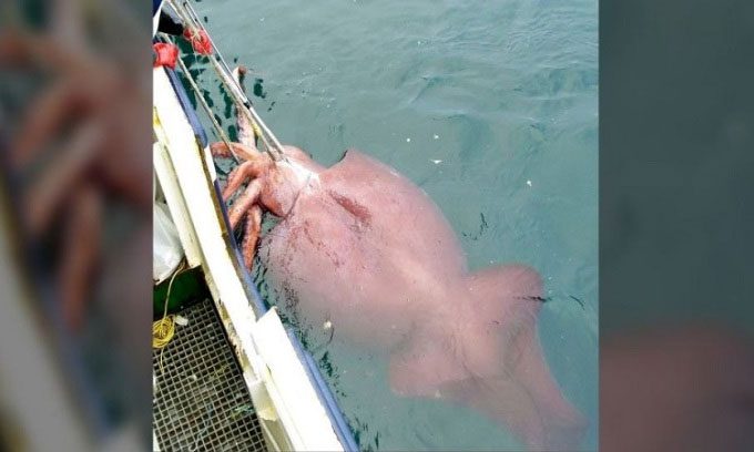 Colossal Squid
