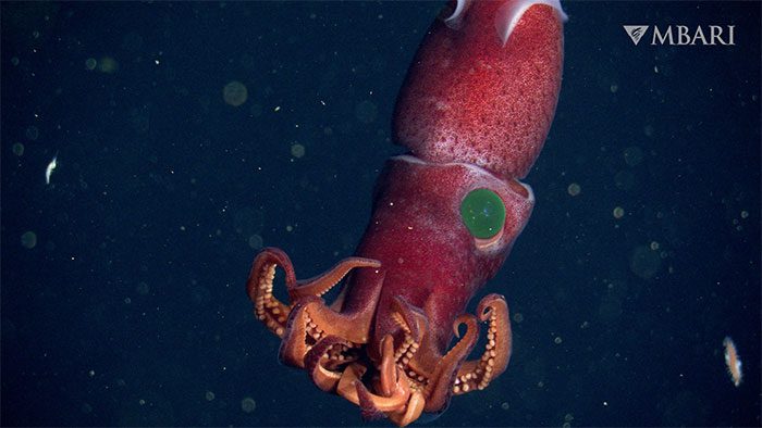 Adult strawberry squid has uneven eyes.