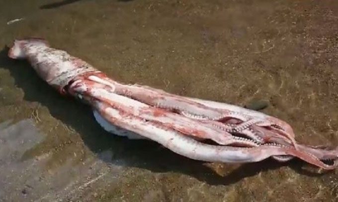 The rare squid will be transferred to an aquarium.