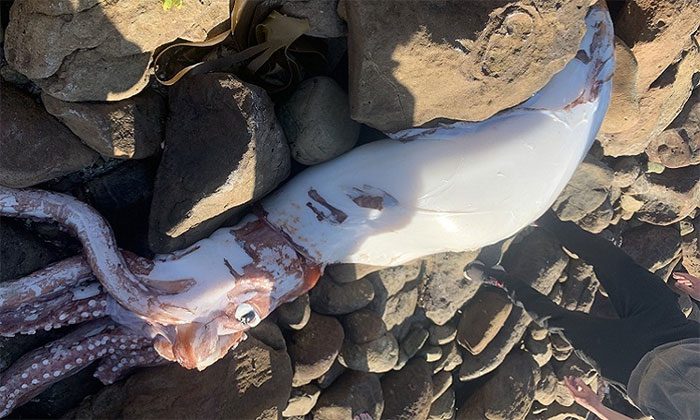 Giant squid is among the largest cephalopod species.