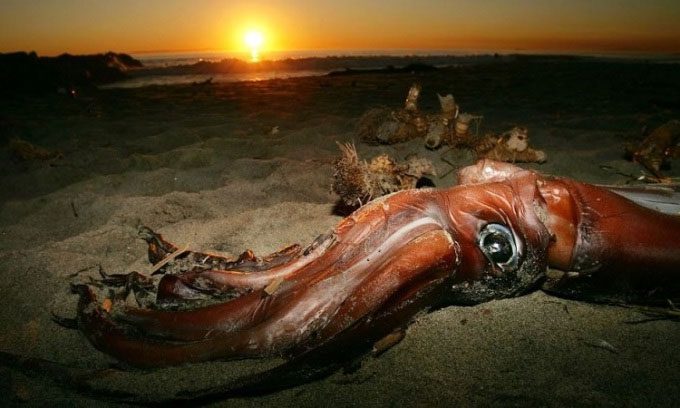 Giant Squid