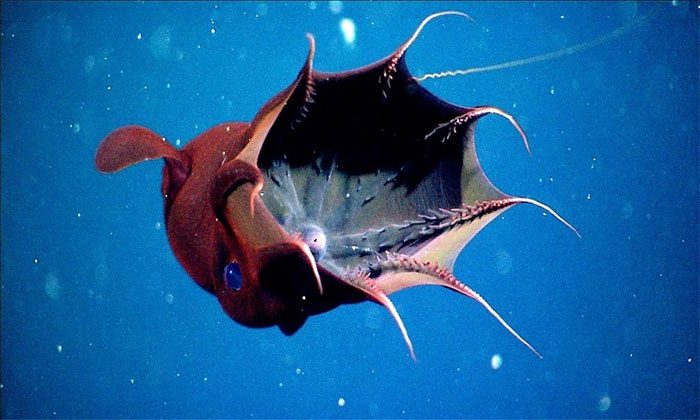 Vampire squid prefers deep, dark, and cold environments