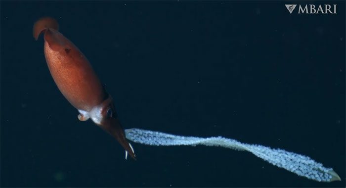 Deep-sea squid protecting hundreds of eggs.
